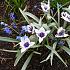Tulipa Alba Coerulea Oculata 6/+ (x250)