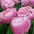 Tulipa Amazing Grace 12/+ (x250)