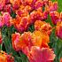 Tulipa Amazing Parrot 12/+ (x250)