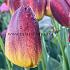 Tulipa Amber Glow 12/+ (x250)