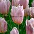 Tulipa Apricot Copex  12/+ (x250)