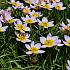 Tulipa Bakeri Lilac Wonder 6/+ (x250)