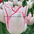 Tulipa Beauty Trend 12/+ (x250)