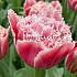 Tulipa Brest 12/+ (x250)