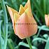 Tulipa Bright Gem 6/+ (x250)