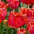 Tulipa Comet 12/+ (x250)