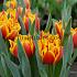 Tulipa Congo 12/+ (x250)