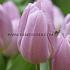 Tulipa Debu Candy 12/+ (x250)