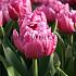 Tulipa Double Princess 12/+ (x250)