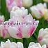 Tulipa Double Shake 12/+ (x250)