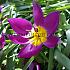 Tulipa Eastern Star 6/+ (x250)