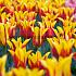 Tulipa Fire Wings 12/+ (x250)