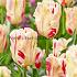 Tulipa Flaming Art 12/+ (x250)