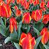 Tulipa Gravinne Bettina 12/+ (x250)