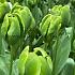 Tulipa Green Power 12/+ (x250)