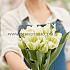 Tulipa Green Spirit 12/+ (x250)