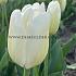 Tulipa Hakuun 12/+ (x250)