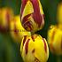 Tulipa Jakoba Mulder 12/+ (x250)