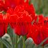 Tulipa Julius Caesar 12/+ (x250)