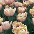 Tulipa La Belle Epoque 12/+ (x250)