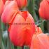 Tulipa Lighting Sun 12/+ (x250)