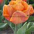 Tulipa Lorenzo 12/+ (x250)