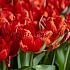 Tulipa Love Valley 12/+ (x250)