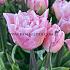 Tulipa Mariage 12/+ (x250)