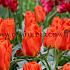 Tulipa Miramare 12/+ (x250)
