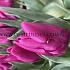 Tulipa Passio Fuchsi 12/+ (x250)