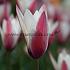 Tulipa Peppermintstick 6/+ (x250)