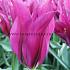 Tulipa Purple Doll 12/+ (x250)