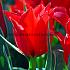 Tulipa Rob Verlinden 12/+ (x250)