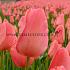 Tulipa Salmon Jimmy 12/+ (x250)