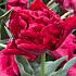 Tulipa Scarlet Verona 12/+ (x250)