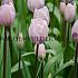 Tulipa Silver Cloud 12/+ (x250)