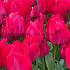 Tulipa Spryng Tide 12/+ (x250)