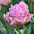 Tulipa Strawberry Cream 12/+ (x250)