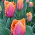 Tulipa Sunrise Prince 12/+ (x250)