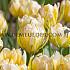 Tulipa Sweet Valley 12/+ (x250)