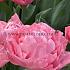 Tulipa Taiwan 12/+ (x250)
