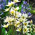 Tulipa turkestanica 7/+ (x250)