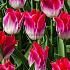 Tulipa Whispering Dream 12/+ (x250)