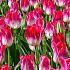 Tulipa Whispering Dream 12/+ (x250)