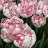 Tulipa Wild Romance 12/+ (x250)
