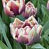 Tulipa Wyndham 12/+ (x250)