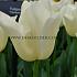 Tulipa Yankee 12/+ (x250)