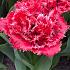 Tulipa Bendigo 11/+ (x250)
