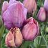 Tulipa Blue Heaven 12/+ (x250)