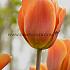 Tulipa Brown Sugar  12/+ (x250)